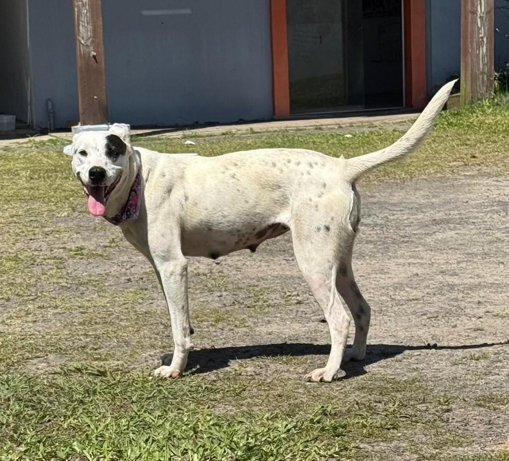 Bela, cadela de porte médio para adoção em Torres - RS — foto 3 de 8