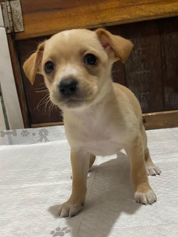 Amelie, cadela de porte pequeno para adoção em Gravataí - RS