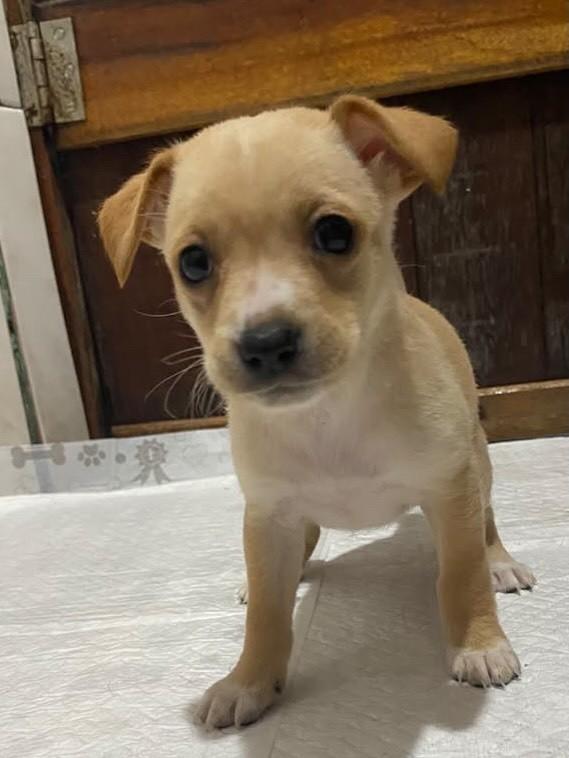 Amelie, cadela de porte pequeno para adoção em Gravataí - RS — foto 3 de 6