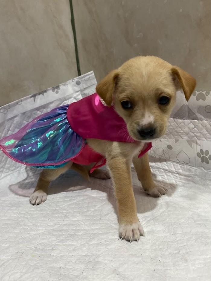 Amelie, cadela de porte pequeno para adoção em Gravataí - RS — foto 4 de 6
