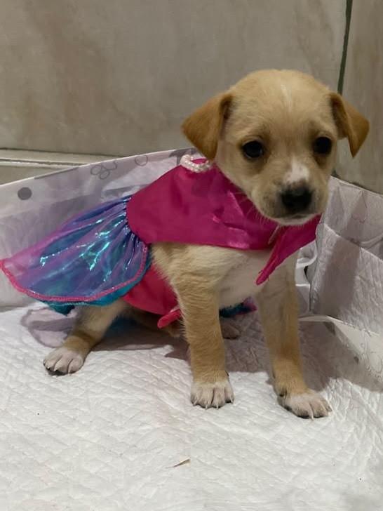 Amelie, cadela de porte pequeno para adoção em Gravataí - RS — foto 5 de 6