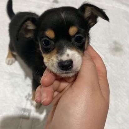 Avelã, cadela de porte pequeno para adoção em Gravataí - RS — foto 2 de 5