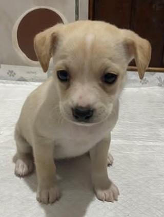 Abby, cadela de porte pequeno para adoção em Gravataí - RS