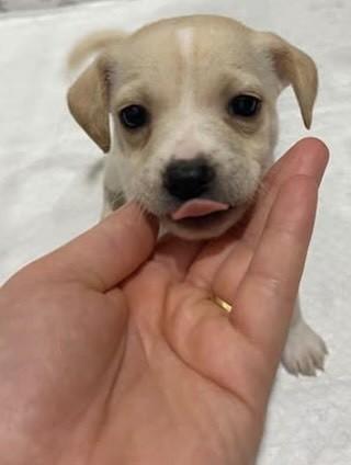 Abby, cadela de porte pequeno para adoção em Gravataí - RS — foto 2 de 4