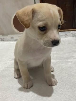 Abby, cadela de porte pequeno para adoção em Gravataí - RS — foto 3 de 4