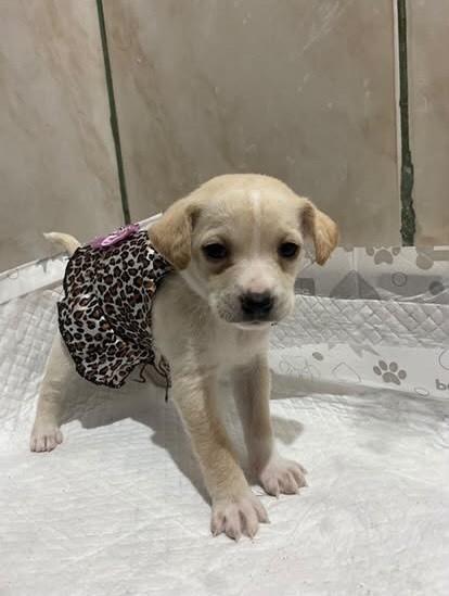 Abby, cadela de porte pequeno para adoção em Gravataí - RS — foto 4 de 4