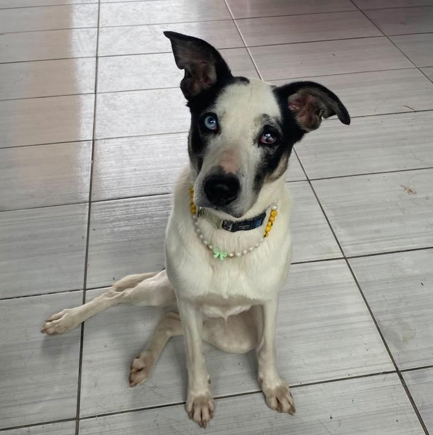 Blue, cadela de porte médio para adoção em Gravataí - RS