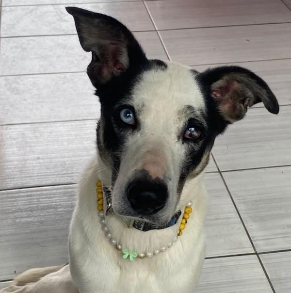 Blue, cadela de porte médio para adoção em Gravataí - RS — foto 2 de 5