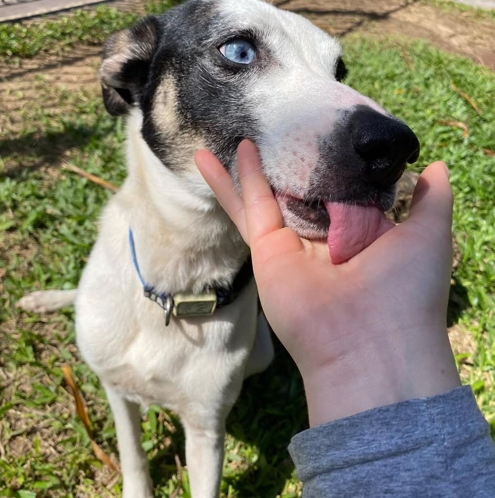 Blue, cadela de porte médio para adoção em Gravataí - RS — foto 3 de 5