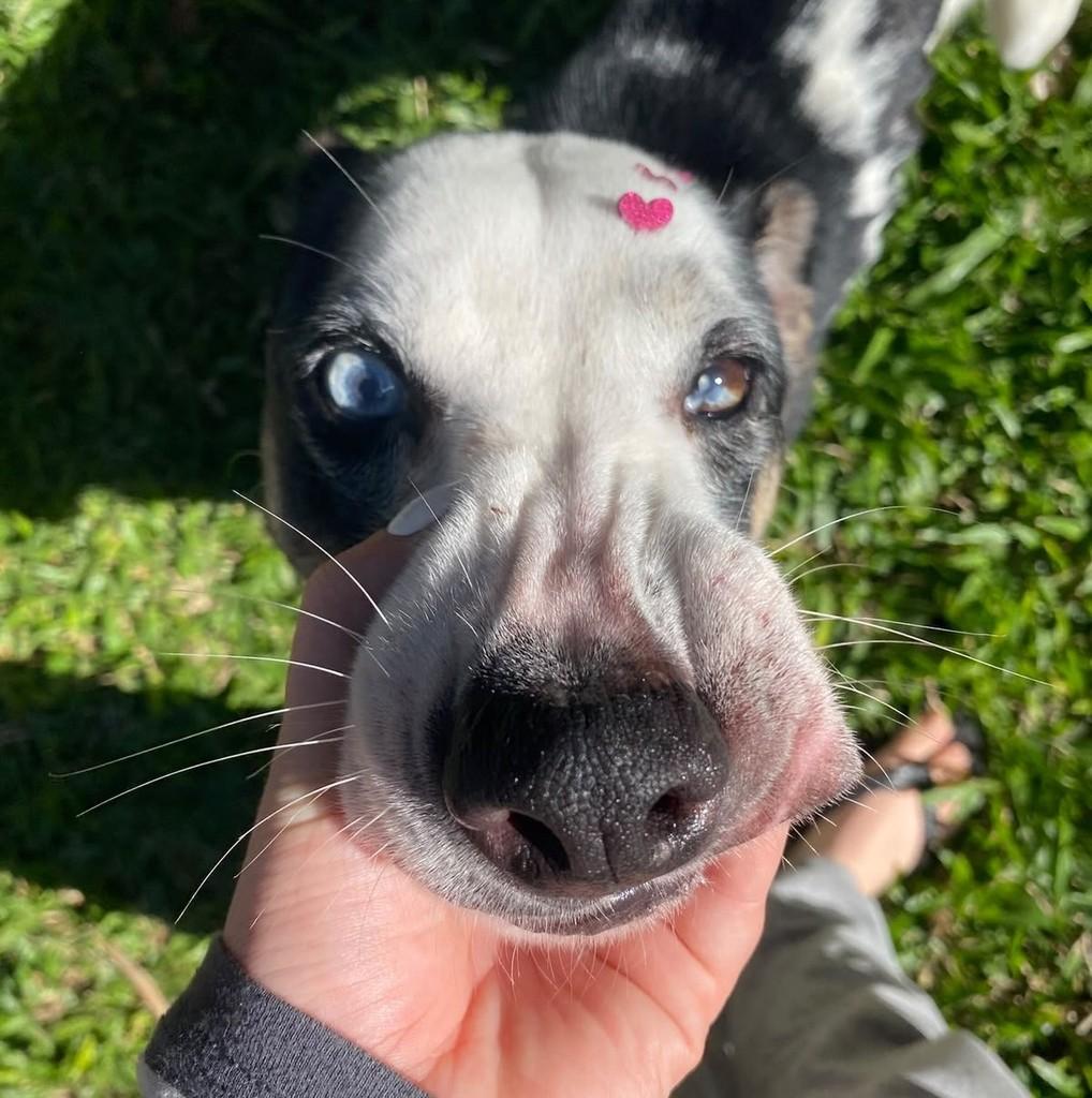 Blue, cadela de porte médio para adoção em Gravataí - RS — foto 4 de 5