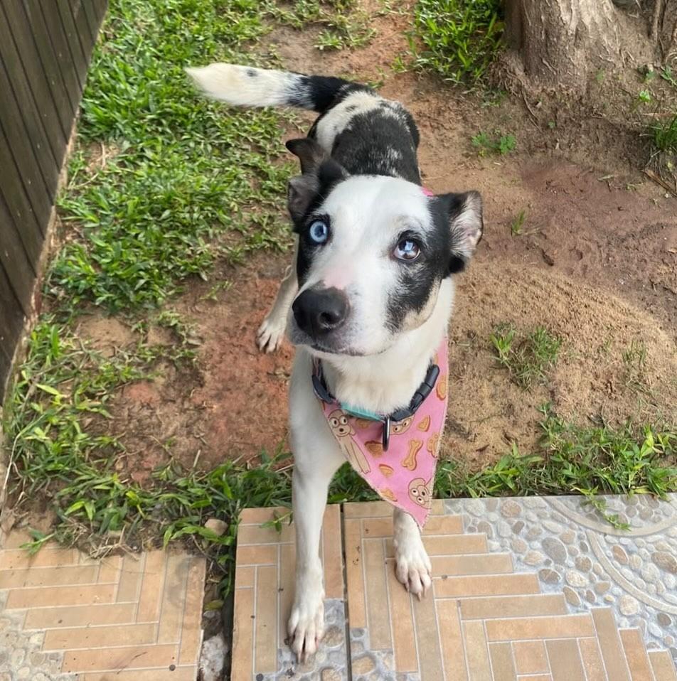 Blue, cadela de porte médio para adoção em Gravataí - RS — foto 5 de 5