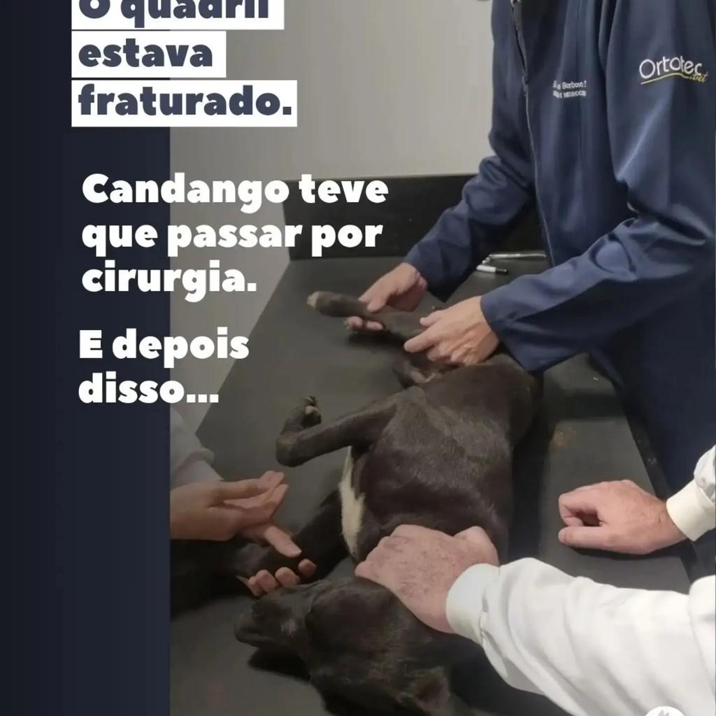 Candango, cachorro de porte médio para adoção em Brasília - DF