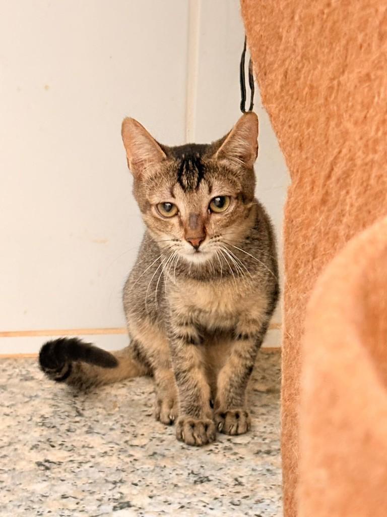 Raja, gato de porte pequeno para adoção em Araraquara - SP