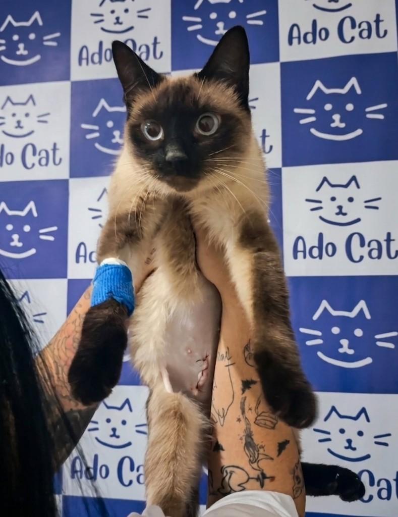 Mia, gato de porte médio para adoção em Araraquara - SP
