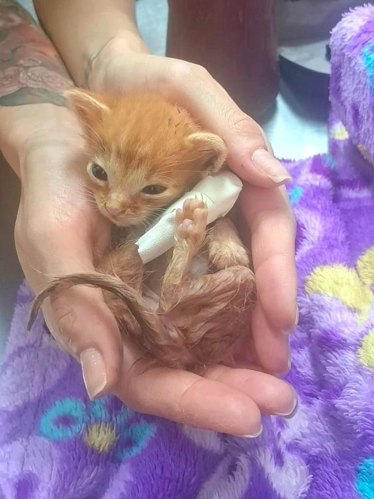 Júlio, gato de porte pequeno para adoção em Araraquara - SP