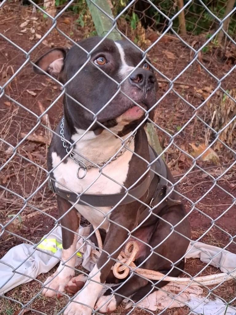 Nenhum, cachorro de porte médio para adoção em Américo Brasiliense - SP