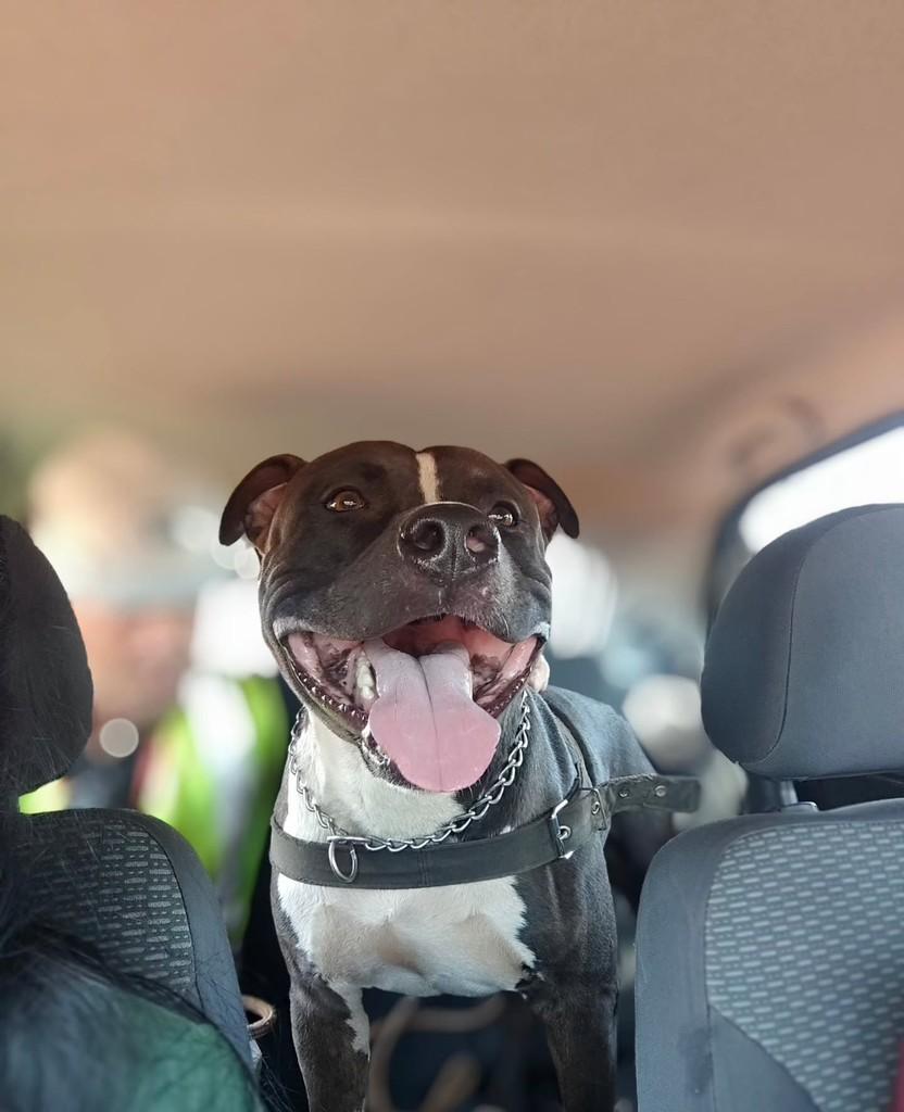 Guenba, cachorro de porte médio para adoção em Araraquara - SP