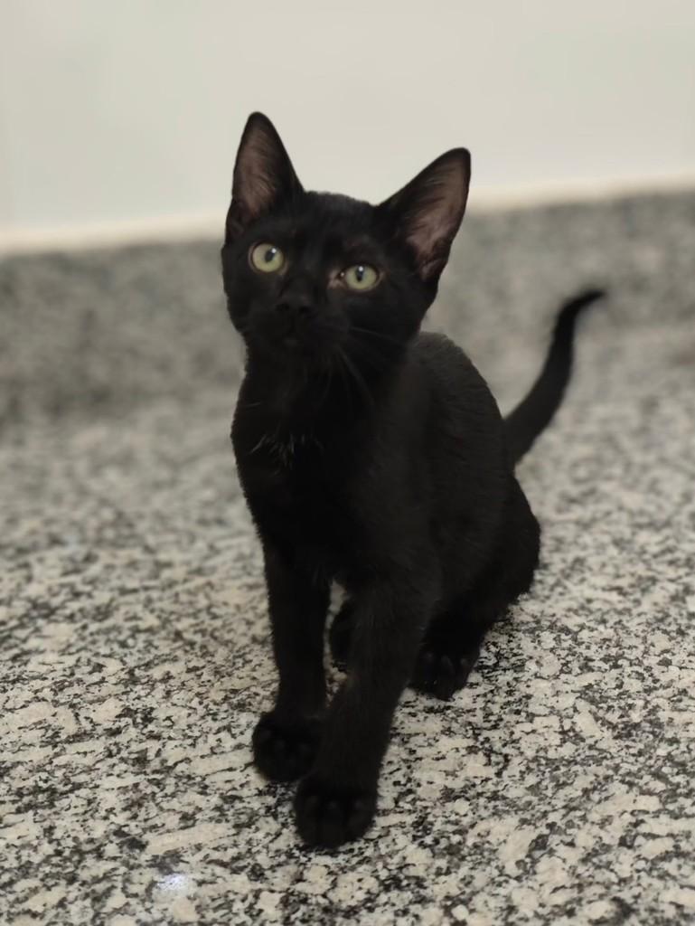 Mini Drácula, gato de porte pequeno para adoção em Araraquara - SP
