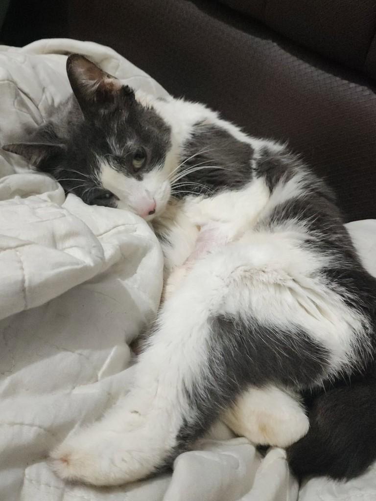 Brisa, gato de porte pequeno para adoção em Araraquara - SP