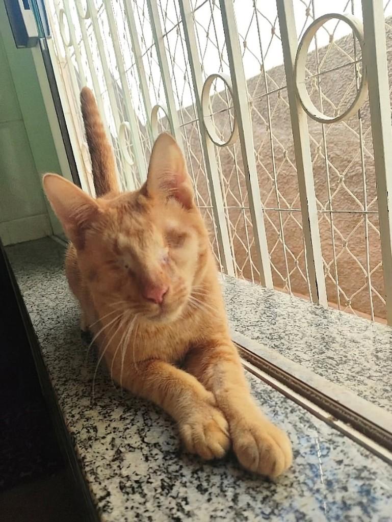 Castiel, gato de porte médio para adoção em Araraquara - SP