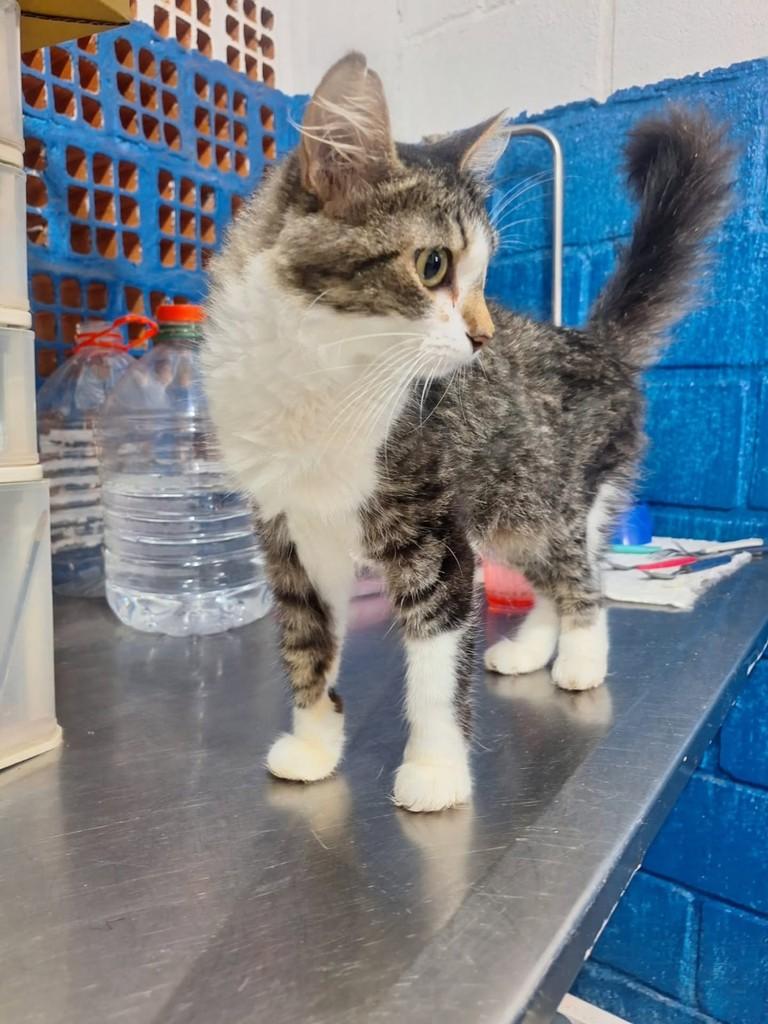 Mocinha, gata de porte pequeno para adoção em Araraquara - SP