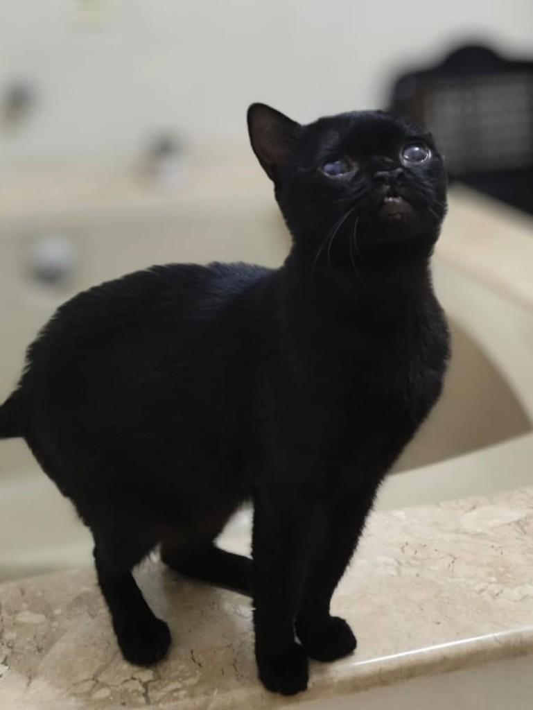 Glorinha, gata de porte médio para adoção em Araraquara - SP