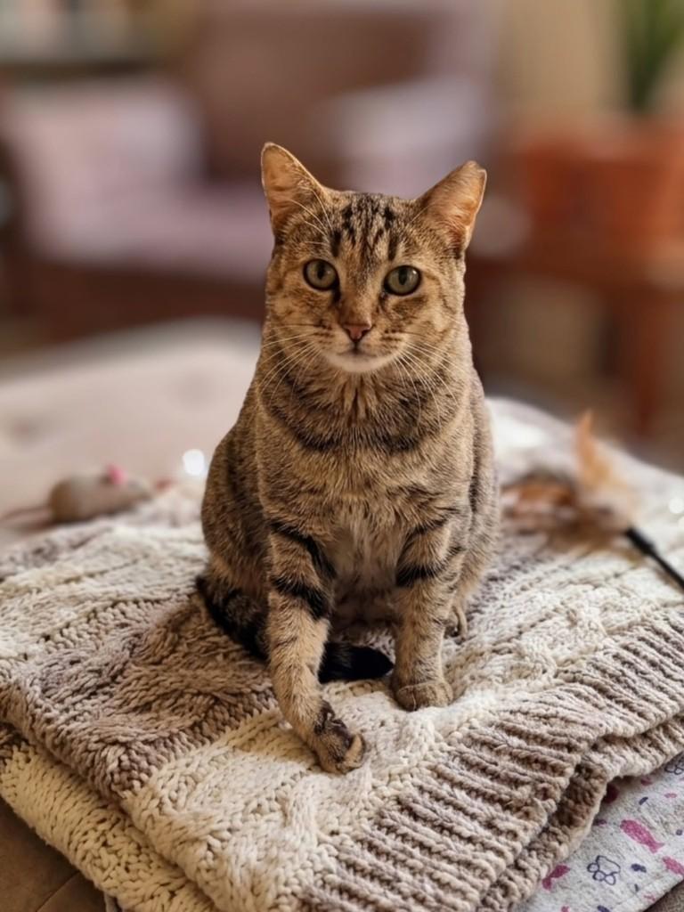 Gabriela, gata de porte pequeno para adoção em Araraquara - SP