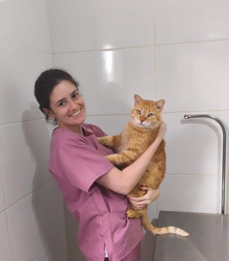 Fred, gato de porte grande para adoção em Araraquara - SP