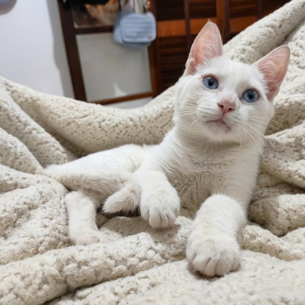 Romeu, gato para adoção em Araraquara - SP