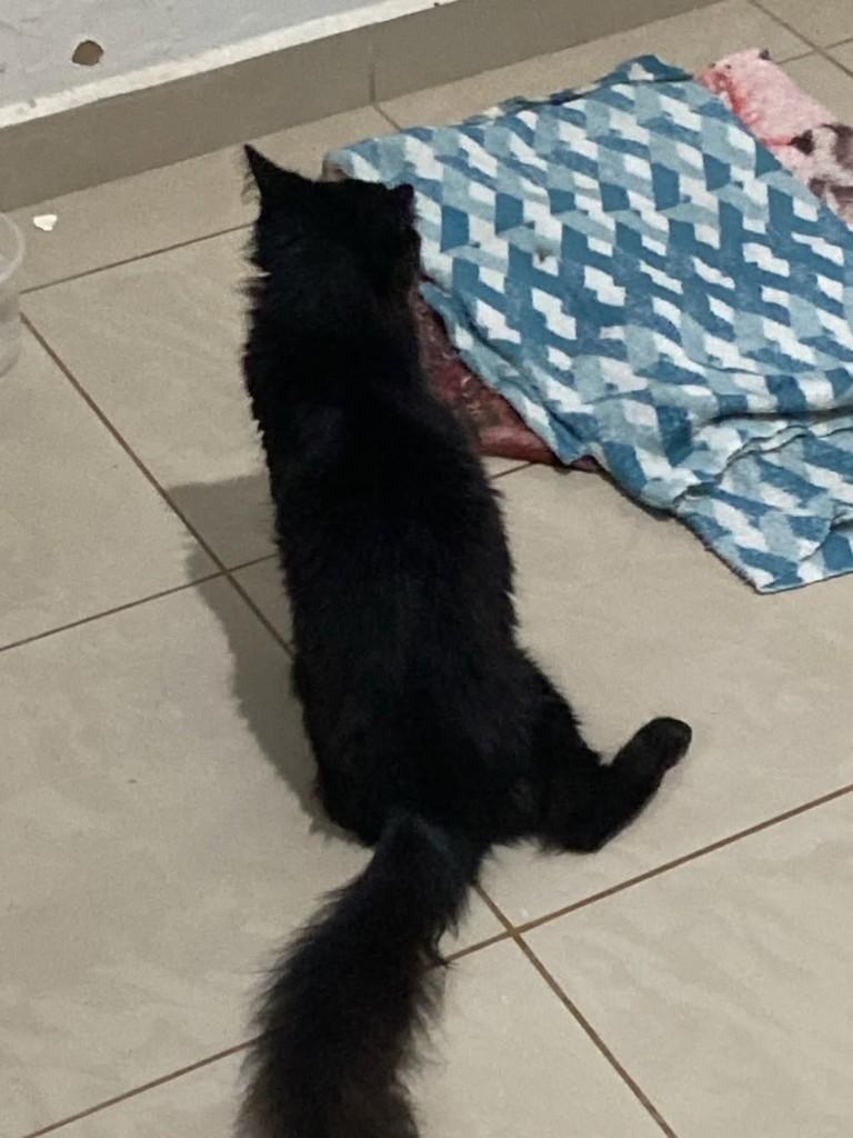 Sete, gato de porte médio para adoção em Araraquara - SP