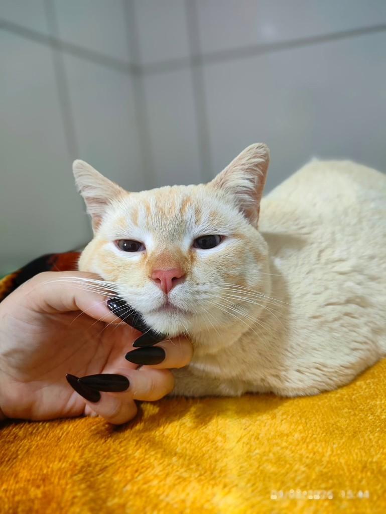 Baunilha, gata de porte médio para adoção em Araraquara - SP