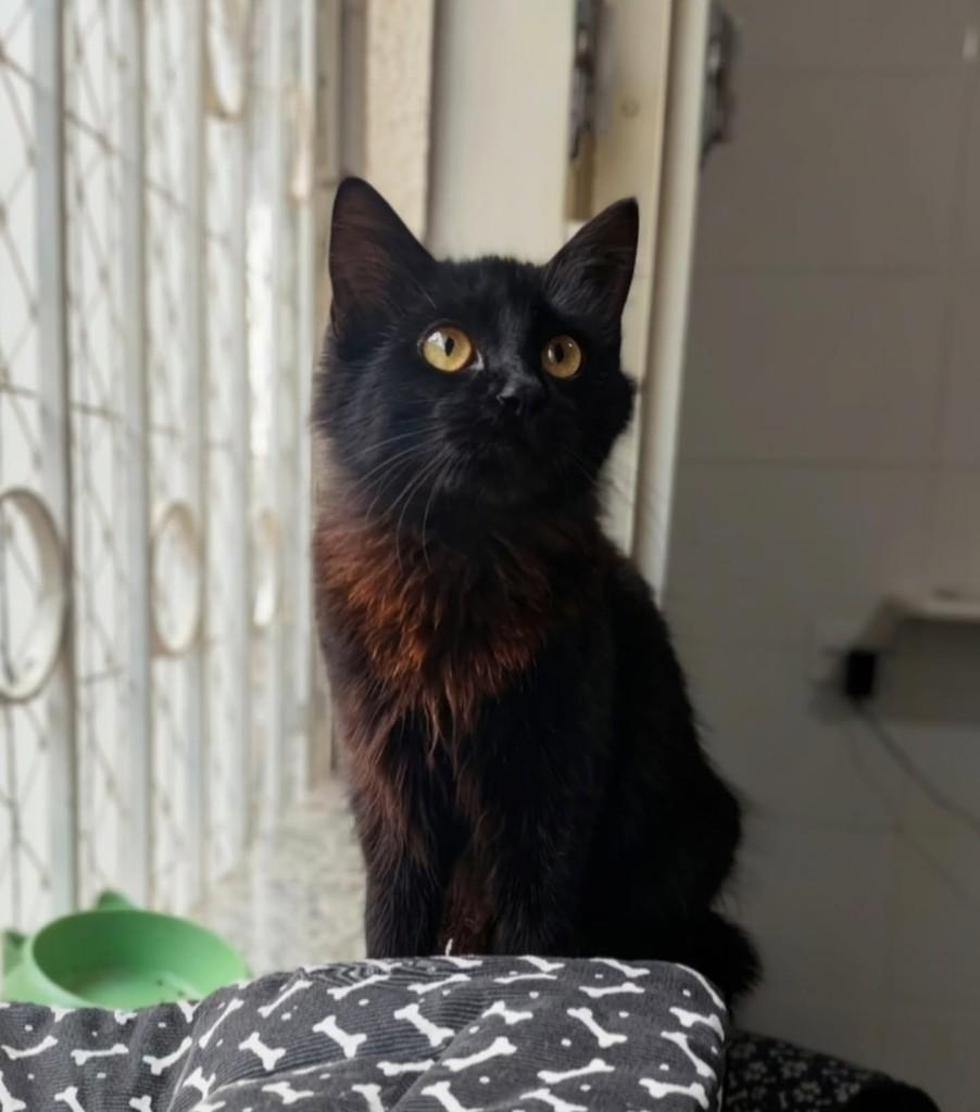 Júpiter, gata para adoção em Araraquara - SP