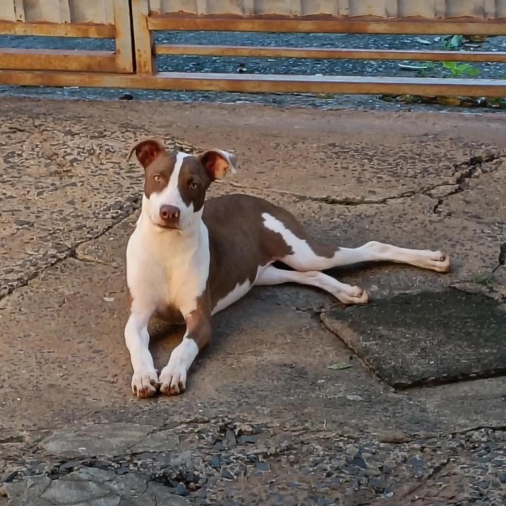 Charlotte, cadela de porte pequeno para adoção em Araraquara - SP