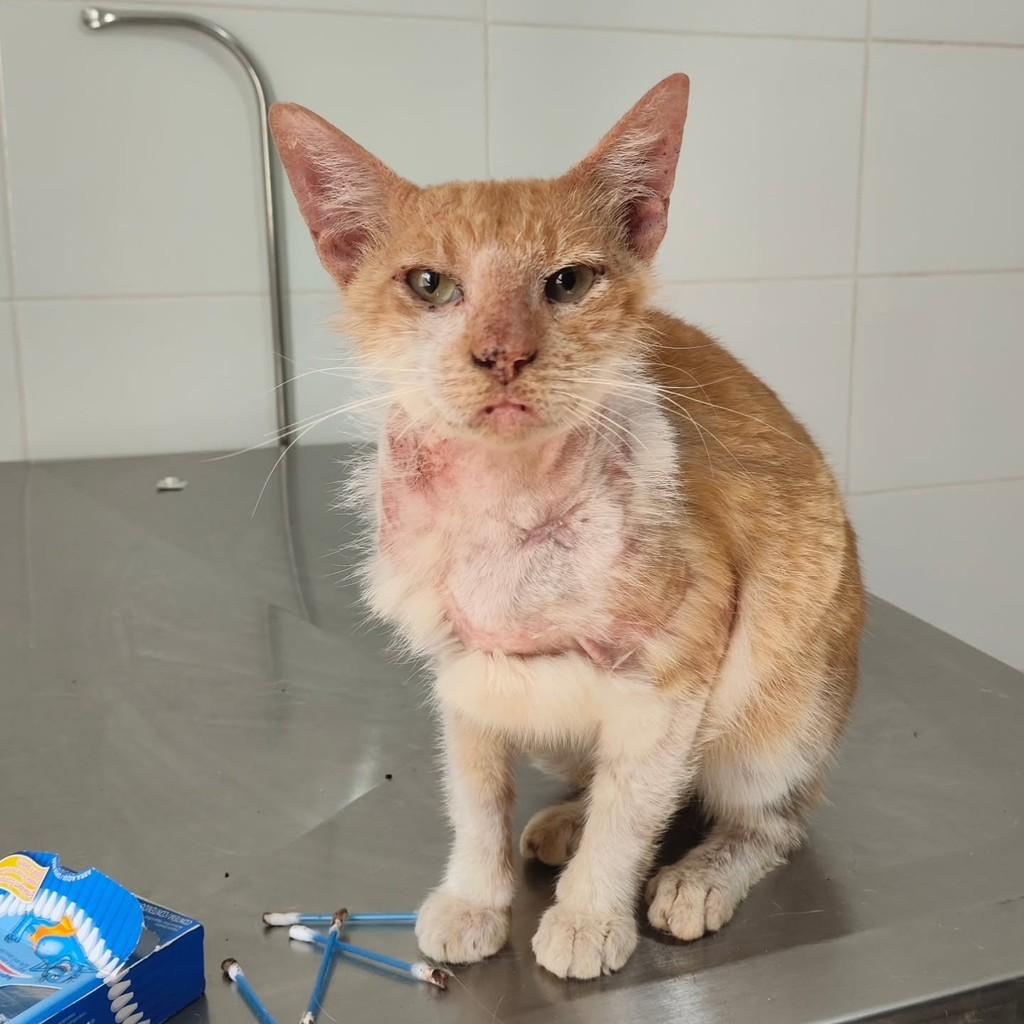Aslan, gato de porte pequeno para adoção em Araraquara - SP