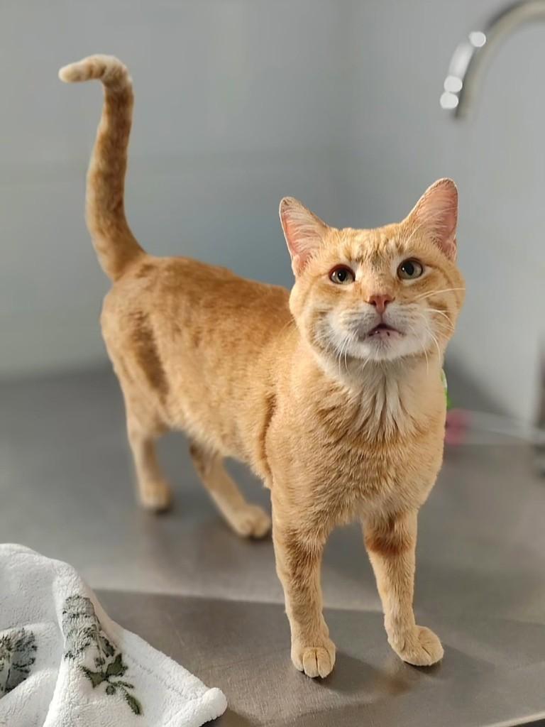 Mário, gato de porte médio para adoção em Araraquara - SP
