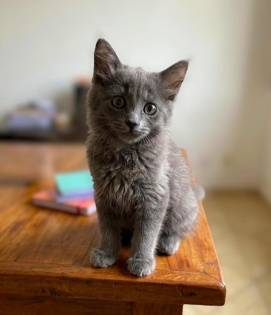 Chumbo, gato de porte pequeno para adoção em Araraquara - SP