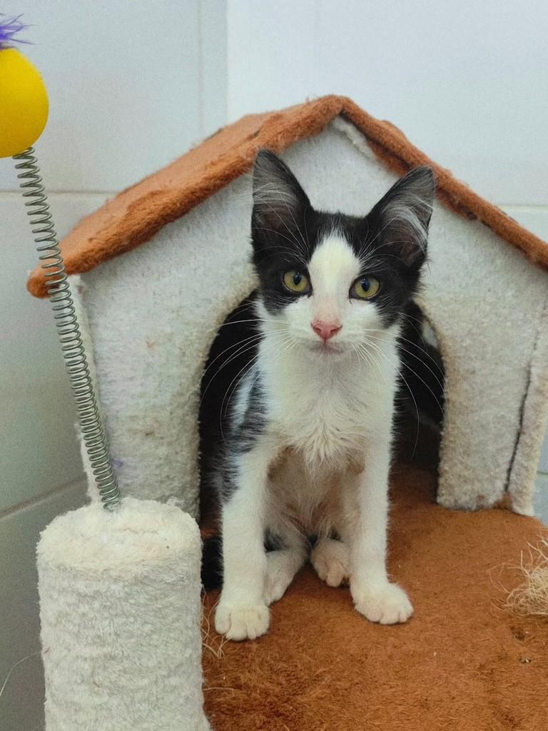 Ragna, gato de porte pequeno para adoção em Araraquara - SP