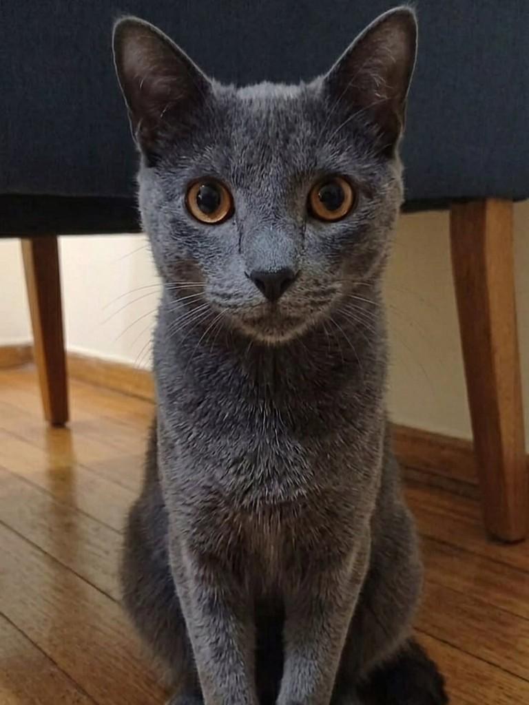 Cinza, gato de porte grande para adoção em Araraquara - SP