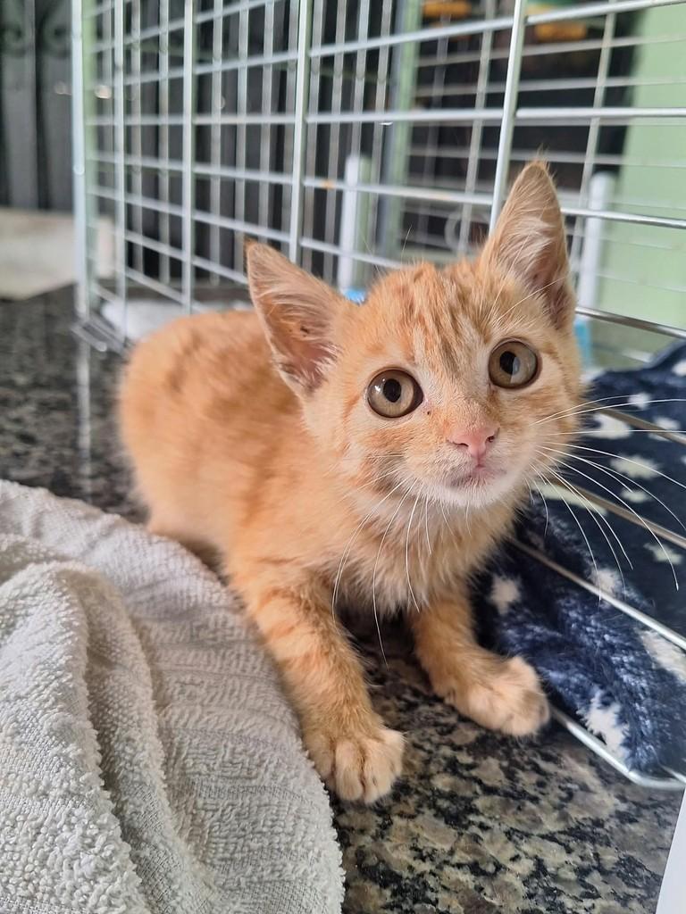 Princesa Rara, gata de porte pequeno para adoção em Araraquara - SP