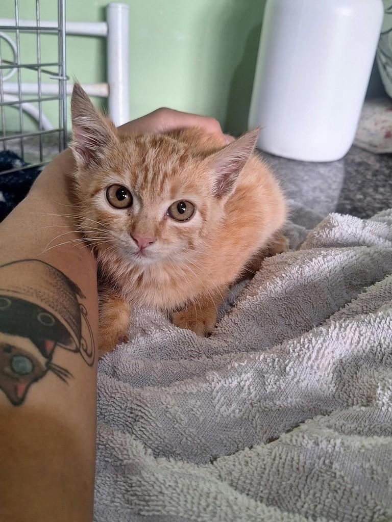 Princesa Rara, gata de porte pequeno para adoção em Araraquara - SP — foto 2 de 3