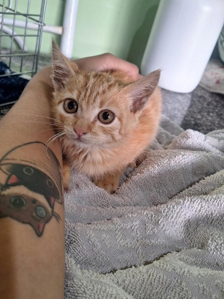 Princesa Rara, gata de porte pequeno para adoção em Araraquara - SP — foto 3 de 3