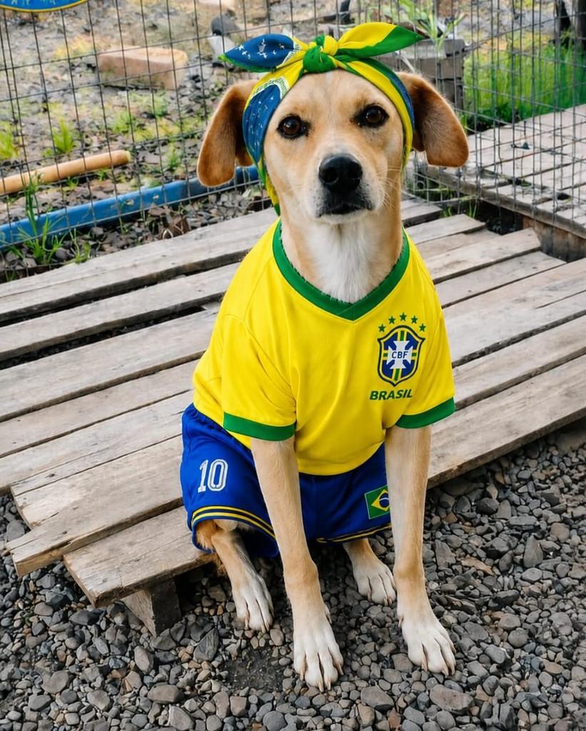 Laika, cachorro de porte médio para adoção em Capivari do Sul - RS
