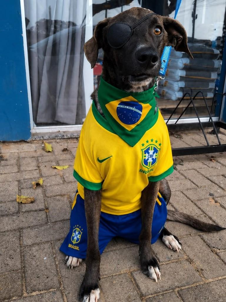 Fumaça, cachorro de porte grande para adoção em Capivari do Sul - RS