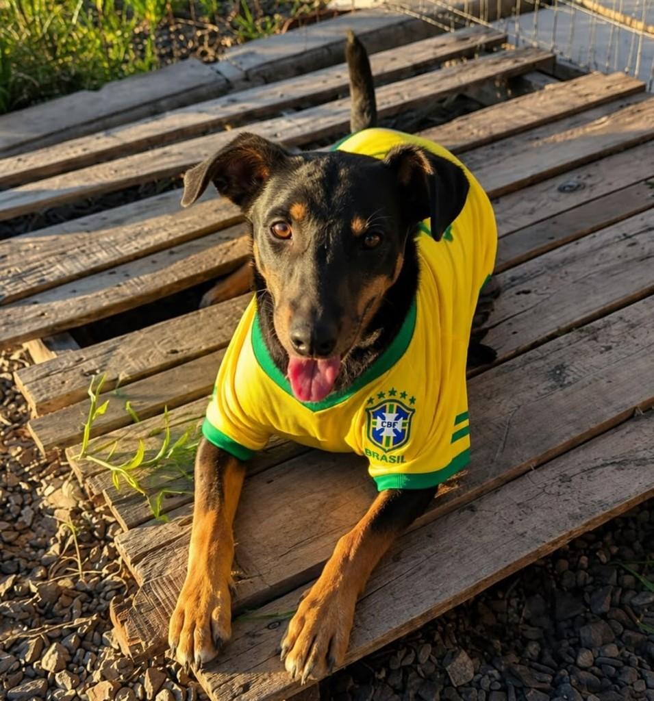 Taz, cachorro de porte médio para adoção em Capivari do Sul - RS