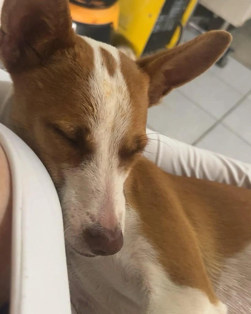 Caramelinha, cadela de porte pequeno para adoção em Capivari do Sul - RS — foto 2 de 2