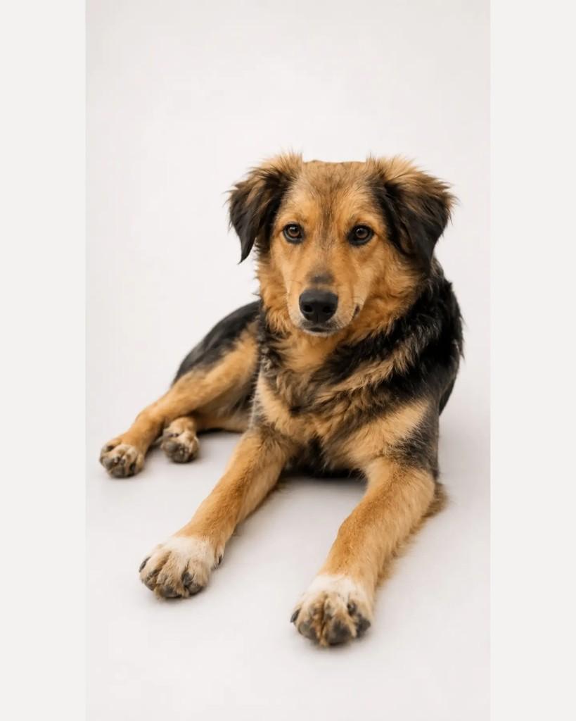 Calvin, cachorro de porte médio para adoção em Capivari do Sul - RS