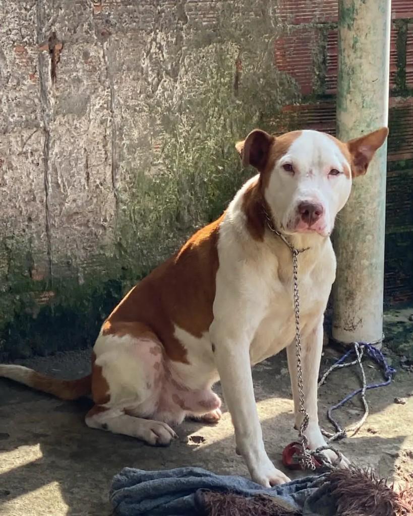 Revoada, cachorro de porte médio para adoção em Palmares do Sul - RS