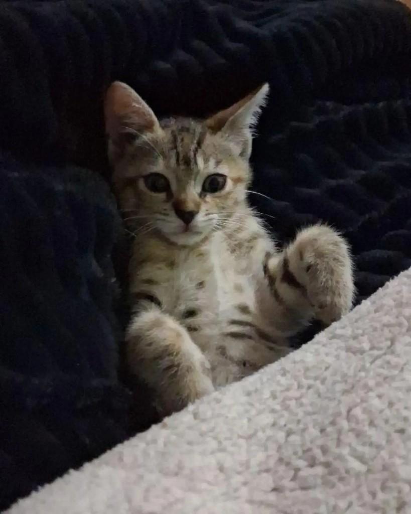 Belinha, gata de porte pequeno para adoção em Capivari do Sul - RS