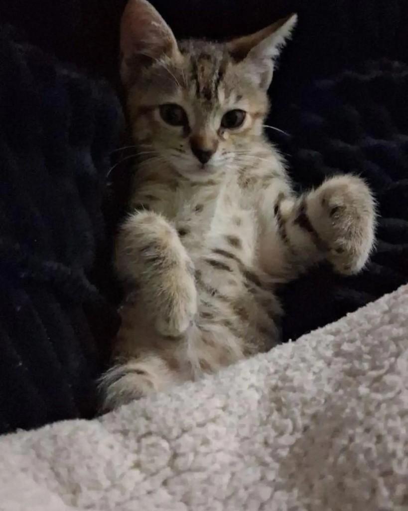 Belinha, gata de porte pequeno para adoção em Capivari do Sul - RS — foto 2 de 2