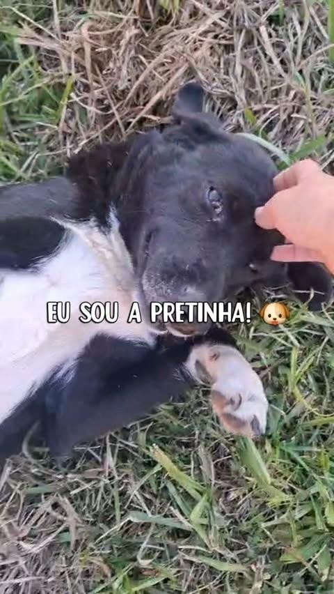Pretinha, cadela de porte médio para adoção em Capivari do Sul - RS